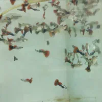 انواع گوپی و مولی / آکواریوم بهروز|ماهی|زنجان, |دیوار