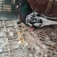 سینه سیاه و سینه مشکی نر