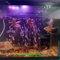 آکواریوم کاملا نو