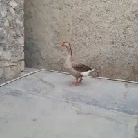 غاز