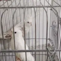 عروس هلندی|پرنده|نسیمشهر, |دیوار