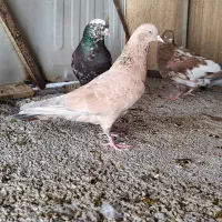 جفت کله ای برنجی ماده|پرنده|اهواز, ۲۴ متری|دیوار