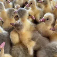 کارخانه تولیدجوجه محلی اردک رنگی گوشتی غازبوقلمون|حیوانات مزرعه|تهران, حبیب الله|دیوار