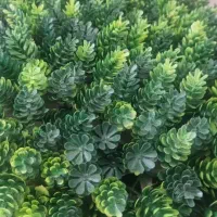 انواع گرینوال سبز و رنگی 50*50 دیوار گل|گل مصنوعی|بهارستان, |دیوار