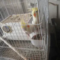 یک جفت عروس هلندی لوتینو بازیگوش|پرنده|ایلام, |دیوار