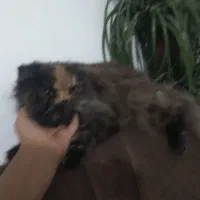 گربه پرشین کت دورنگ|گربه|زاهدان, |دیوار