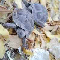 لطفاً همه به عکس دقت کنید|خزنده|بم, |دیوار