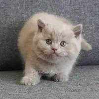 بچه گربه های بریتیش لیلاک