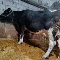 هلشتاین دورگه سمینتال