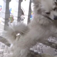 دوساعت قبل یه سگ پاکوتاه درزیاران گم شده