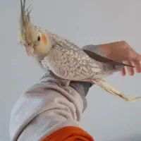 عروس هلندی بازیگوش