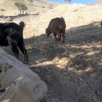 بز داشتی وکشتی|حیوانات مزرعه|شاهیوند, |دیوار