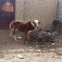 ۱عدد گوساله نر و۱عددگاو|حیوانات مزرعه|اهواز, شهرک اکباتان|دیوار