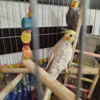 دو عدد عروس هلندی مولد