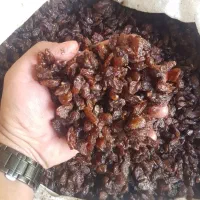 کشمش آفتابی کاشمر