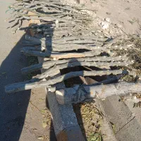 فروش چوب تر|گل و گیاه طبیعی|الوند, |دیوار