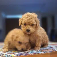 توی و مینی توی پودل