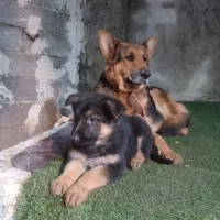 توله سگ ژرمن|سگ|رشت, گلزاران|دیوار