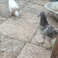 هفرنگ خرمایی|پرنده|اقبالیه, |دیوار