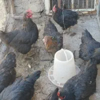 تعداد۸عدد مرغ محلی خوب دونه ای۶۰۰هزار تومان