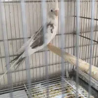 عروس هلندی وایت فیس ماده