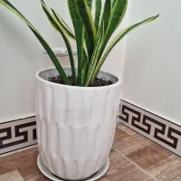 گل آپارتمانی|گل و گیاه طبیعی|کرج, اصفهانیها|دیوار