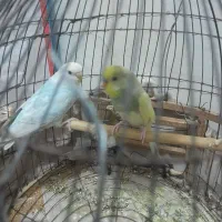 جفت مرغ عشق