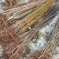 نهال آلوچه|گل و گیاه طبیعی|کرمان, |دیوار