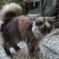 گربه پرشین اسکاتیش|گربه|گرگان, |دیوار