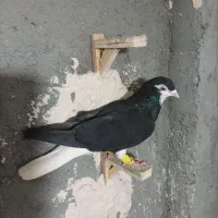 ساده سیاه نر واکسی به شرط پرش قولدر