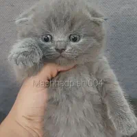 گربه های جذاب