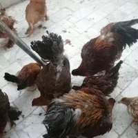 برهما بوف و پاتریچ|حیوانات مزرعه|بیرجند, |دیوار