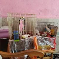 دو جفت عروس هلندی