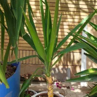 درختچه مصنوعی و طبیعی|گل مصنوعی|شیراز, آزادگان|دیوار