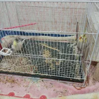 عروس هلندی نروماده