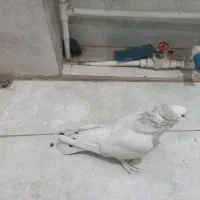 کبوتر کفتر پاپر سفید نژاد راعبی|پرنده|قم, چهار امامزاده|دیوار