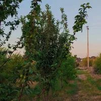 باغ انار 1000متری چهار ساله روستای زنگیان|فروش زمین و ملک کلنگی|گرگان, |دیوار