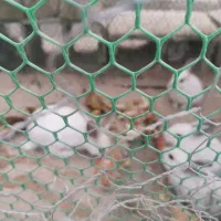 خرگوش چشم اشکی