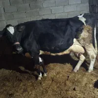 گاو گوساله نر|حیوانات مزرعه|گنبد کاووس, |دیوار