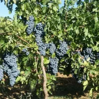 نهال انگور.بادام دورگل .انجیر .گردو