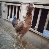 جوجه مرغ لاری هفت ماهه نسل ندید و پر خون