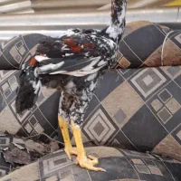 جوجه لاری ۴ماهه|حیوانات مزرعه|رشت, حومه رشت|دیوار