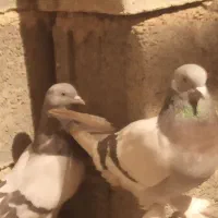 کبوتر سوسنی|پرنده|مرودشت, ثبت احوال|دیوار