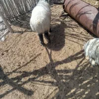 چهار راس بره نر برای قربانی