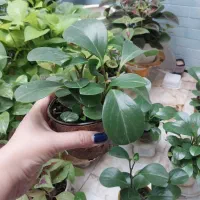 گل قاشقی گل پتوس ابلق|گل و گیاه طبیعی|کرج, اصفهانی‌ها|دیوار