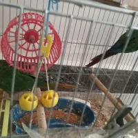 یک جفت گری۸نچیک مولد آماده تخم گذاری|پرنده|شاهین دژ, |دیوار