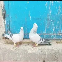 کبوتر شامی کاکلی سینه کله دمسفید طوقی ساده|پرنده|مشهد, حرم مطهر رضوی|دیوار