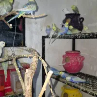 مرغ عشق رنگین کمانی رینبو مولد اورجینال