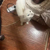 گربه انگورا|گربه|اردبیل, |دیوار