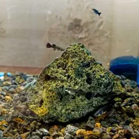 ماهی گوپی(بلک متال)|ماهی|ارومیه, |دیوار